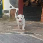 Border Collie com Pedigree