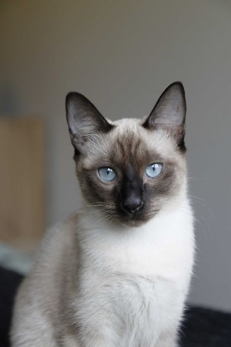 Gatinha siamesa para adoção BRAGA