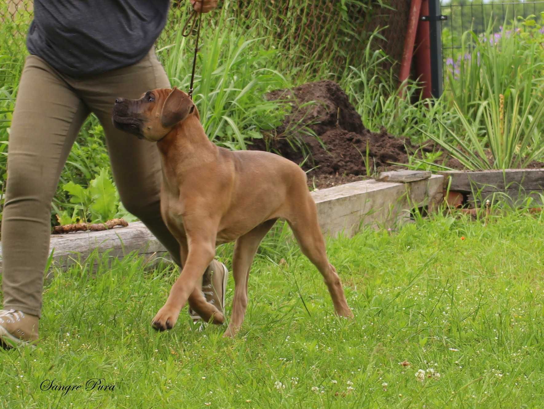 Samiec szczeniak Cane Corso