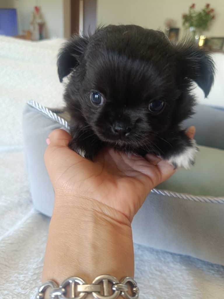 Chihuahua piesek długowłosy czarny