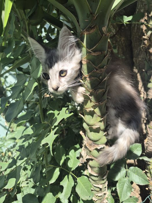 Maine Coon  mistura