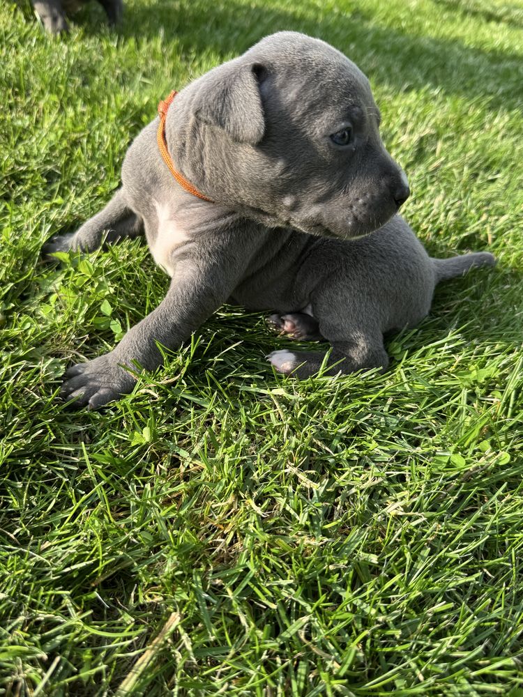 Rezerwacja Szczeniak Amstaff
