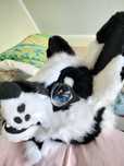 Fursuit głowa czarno biała