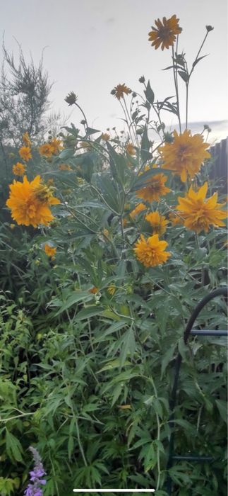 Продам надлишки багаторічних розслин з власного саду.