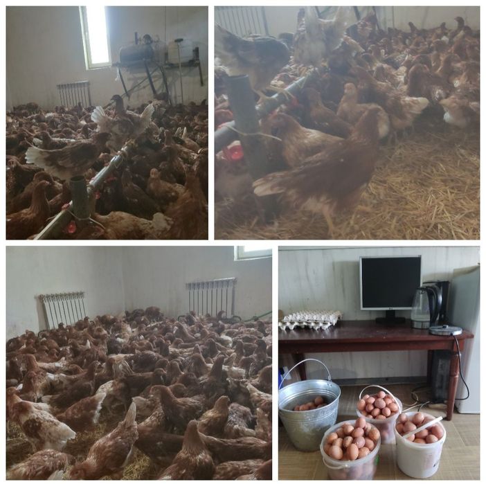 Куры, кури несушки опт