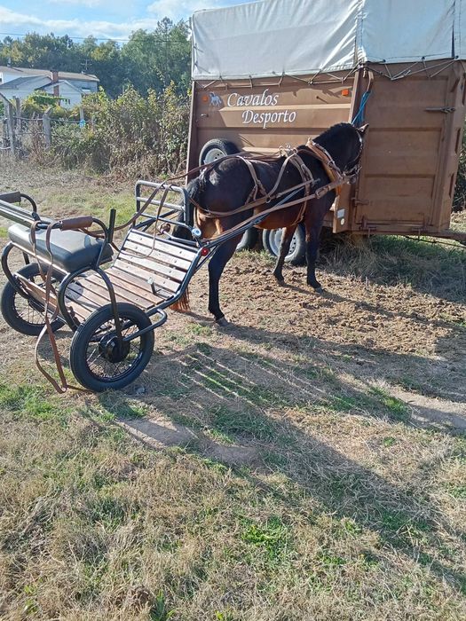 Poney wells com 3 anos