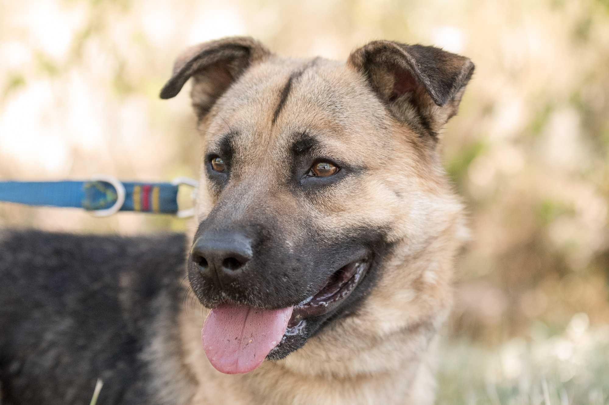Spajki - młodziutki, wspaniały, słodziak do adopcji
