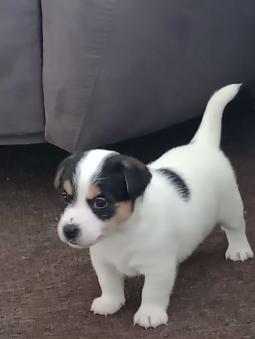 Suczka rasy Jacek Russell terrier z metryką ZKwP do rezerwacji