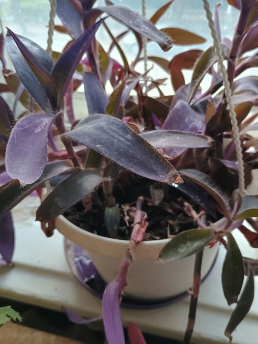 Традесканція бліда (Пурпурна Серцевина)