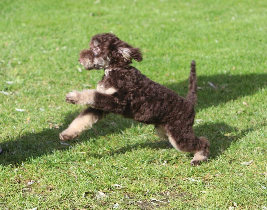 PUDEL ŚREDNI brązowy Tan Choco Tan piesek samiec Alex wideo video