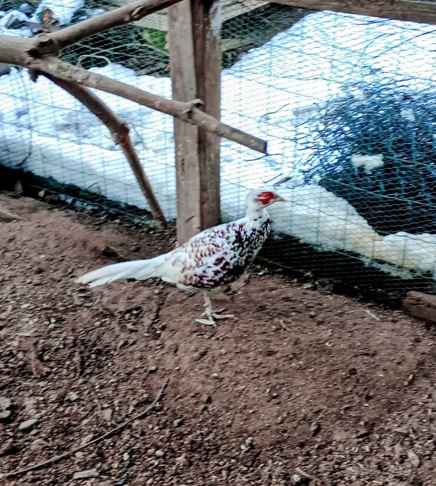 Bażant kogut łowny szek