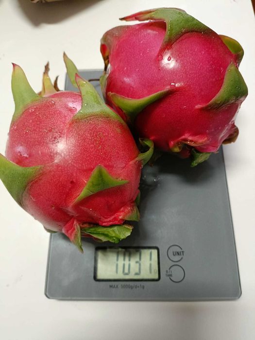 Estacas de Pitaya / Dragon Fruit / Fruta do Dragão