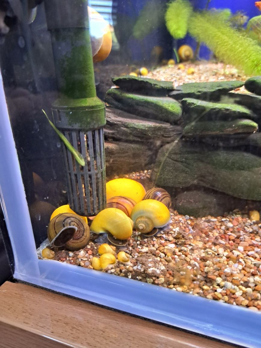 Ślimak, ślimaki Ampularia
