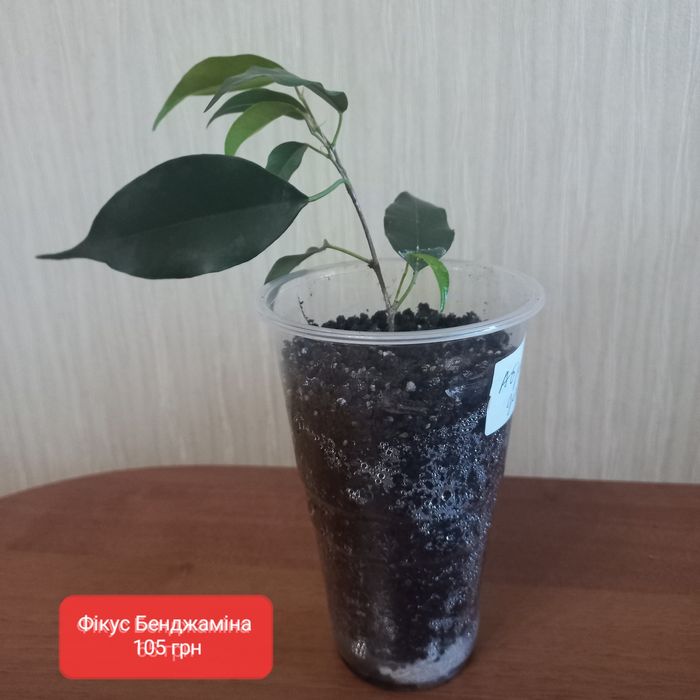 Фікус, каланхоє, сансев'єрія та інші вазони