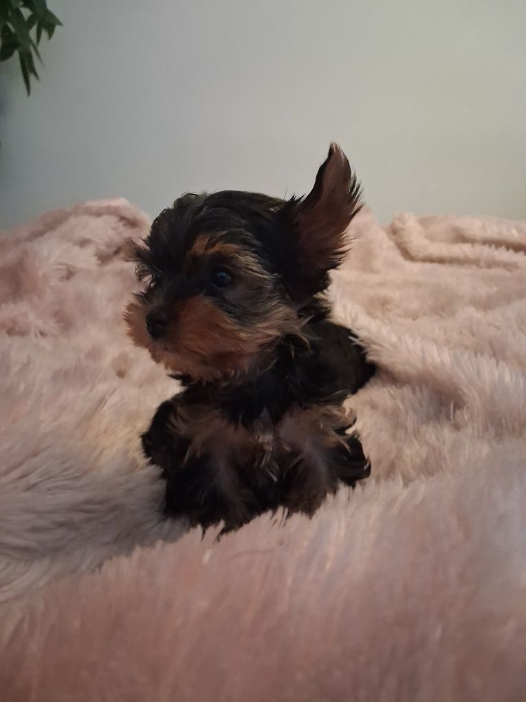 York Terrier miniatura