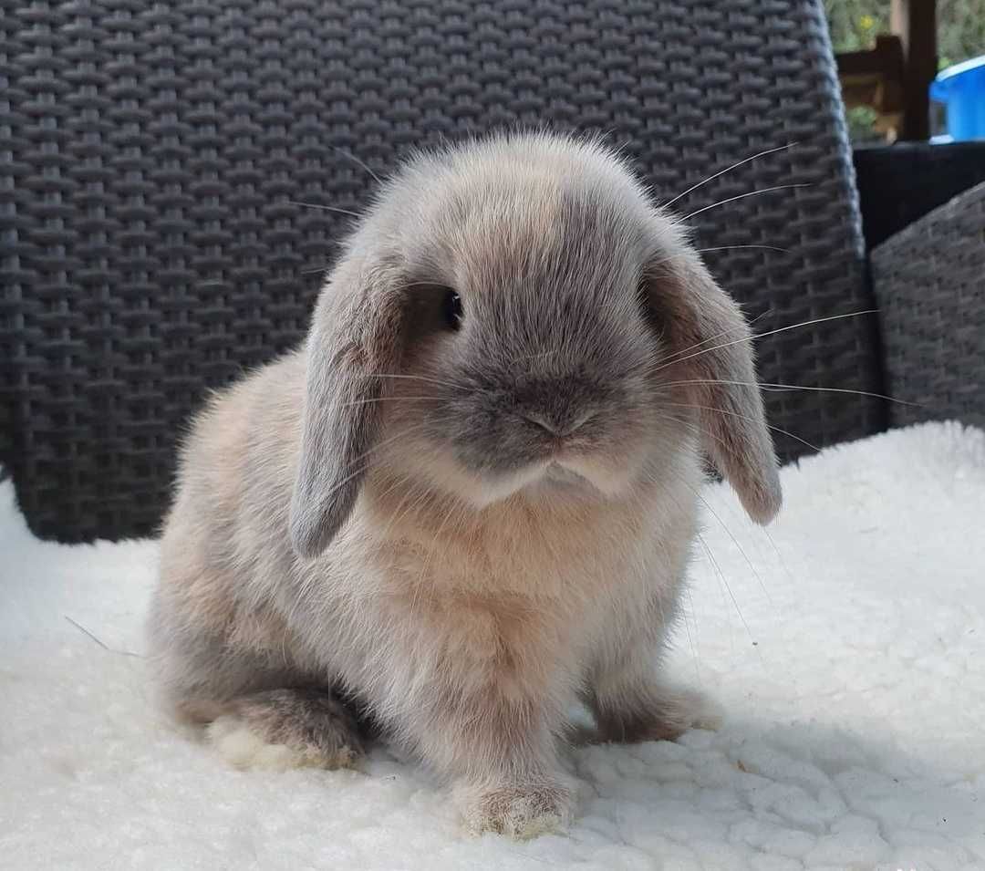 KIT Coelhos anões orelhudos, mini lop adoráveis e super inteligentes