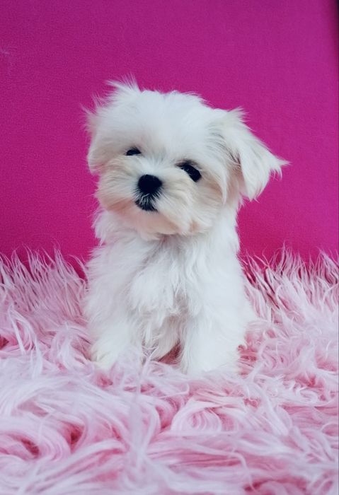 Maltańczyk MINI XS suczka Maltańczyki