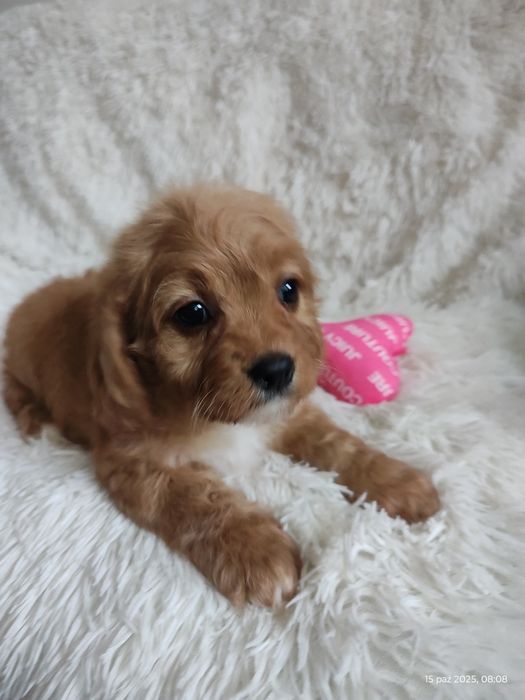 **Cavapoo Piesek **