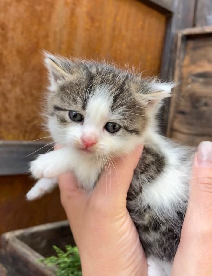 віддам кошенят Млинів, Дубно