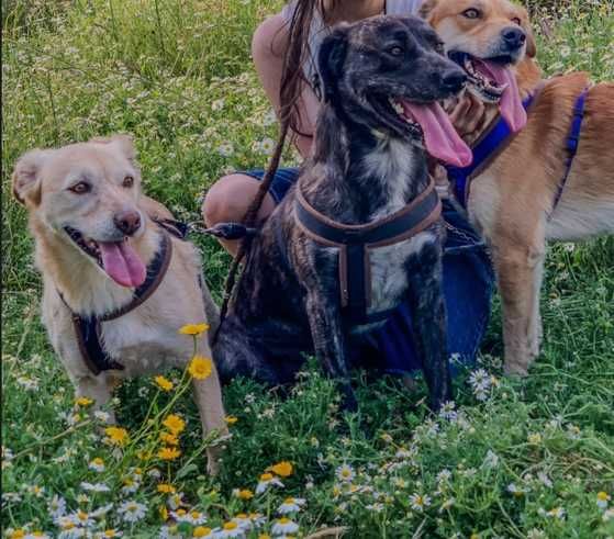 Três Cães Amigos à Procura de um Lar Cheio de Amor! Pf ler descrição