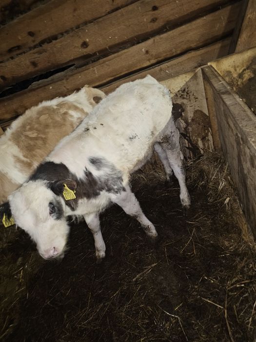 sprzedam byczka bb z sm