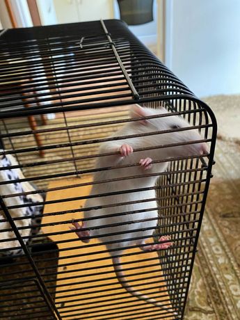 Szczurki dziewczynki 2,5 miesięczne