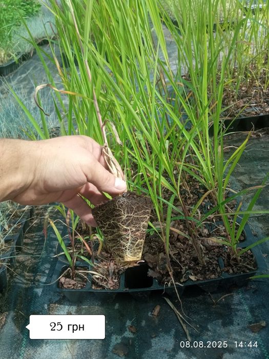 Міскантус Пурпуресценс (miscanthus Purpurencens)