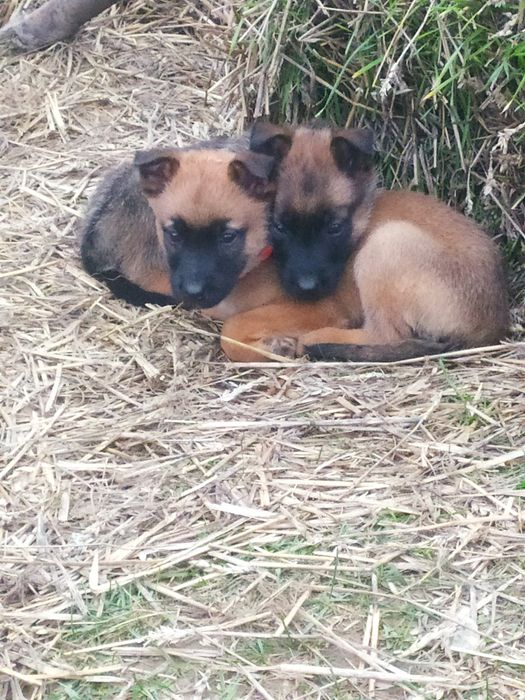 Цуценята Бельгійська вівчарка .