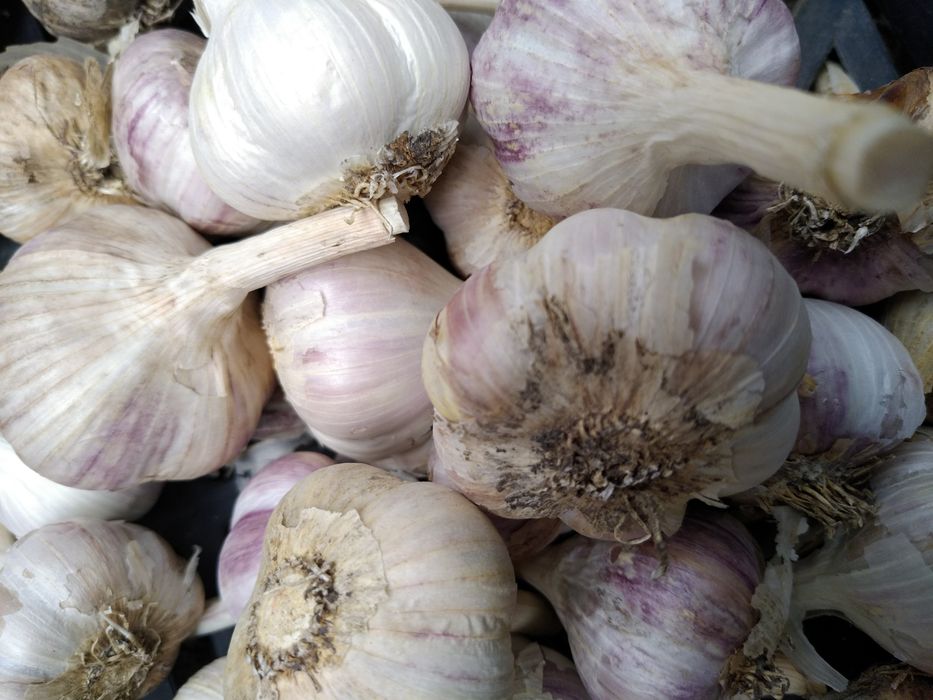 Продам посадковий часник,  зимовий Рокамболь