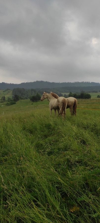 Złota klacz z top charakterem i ruchem