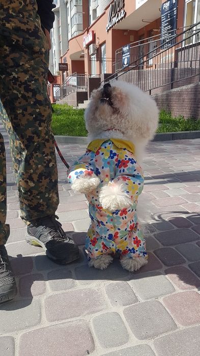 Behawiorysta psów | Szkolenie psów | Korekta psa agresywnego