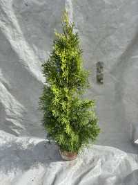 Thuja Smaragd Tuja Szmaragd