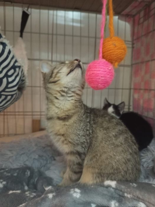 Mała kotka szuka domu niewychodzacego