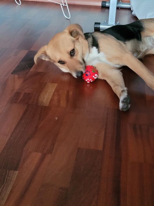 Oddam w dobre ręce – młoda suczka, mieszaniec