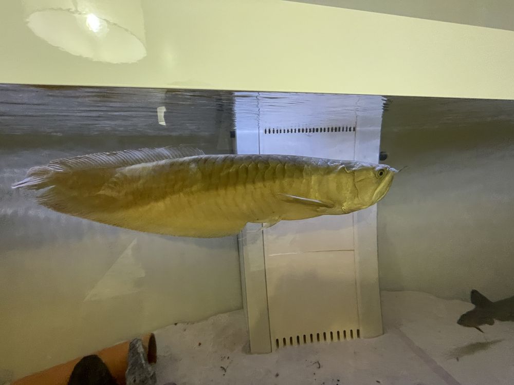 Arowana silver 70 centimetros