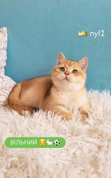 ШИКАРНИЙ КОТИК золота шиншила ny12.