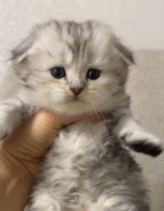 Котята шотоандские вислоухие, скотиш фолд, скотиш страйт,с вакцинами