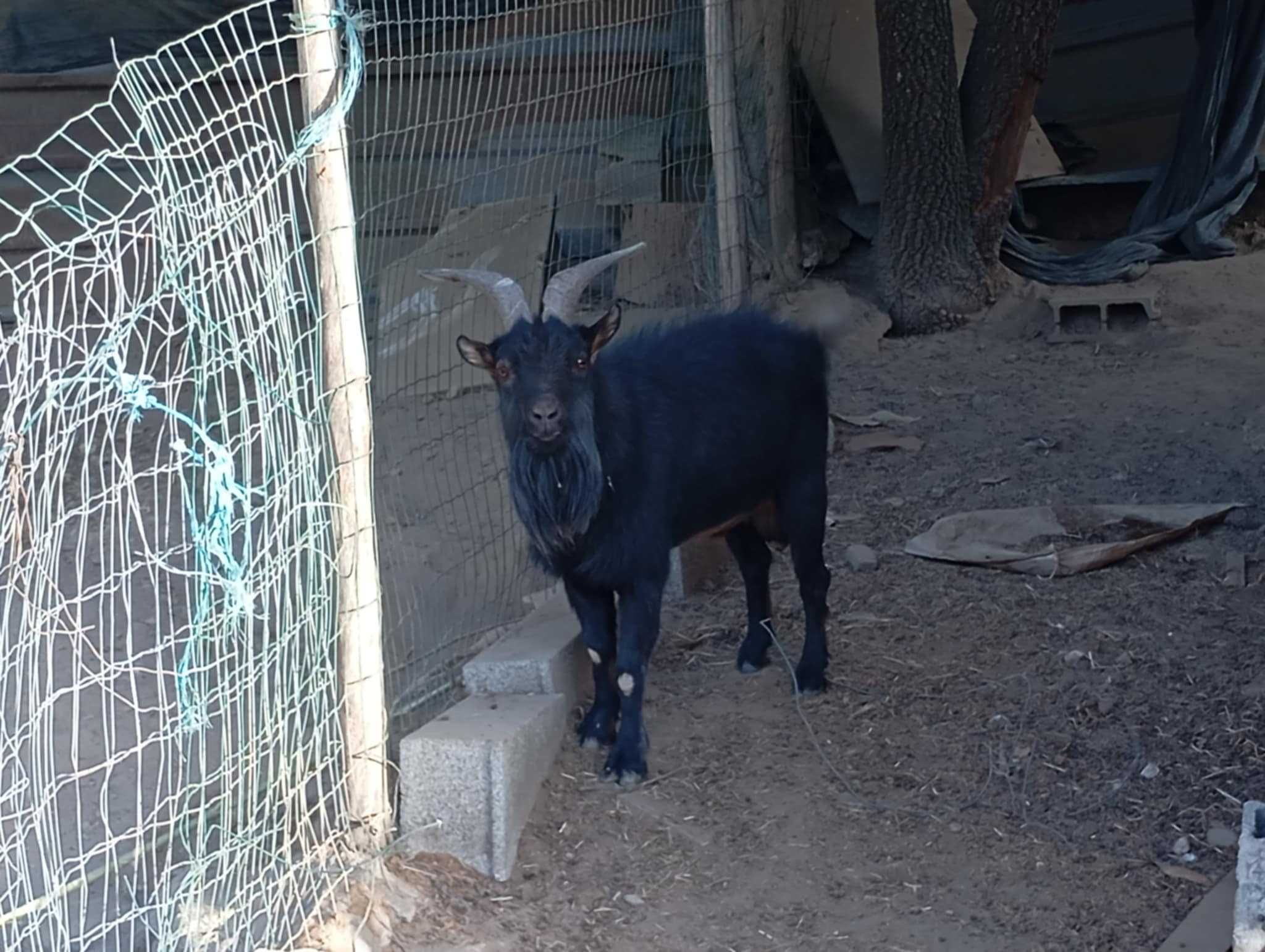 Cabra anã Casal e Cabrito