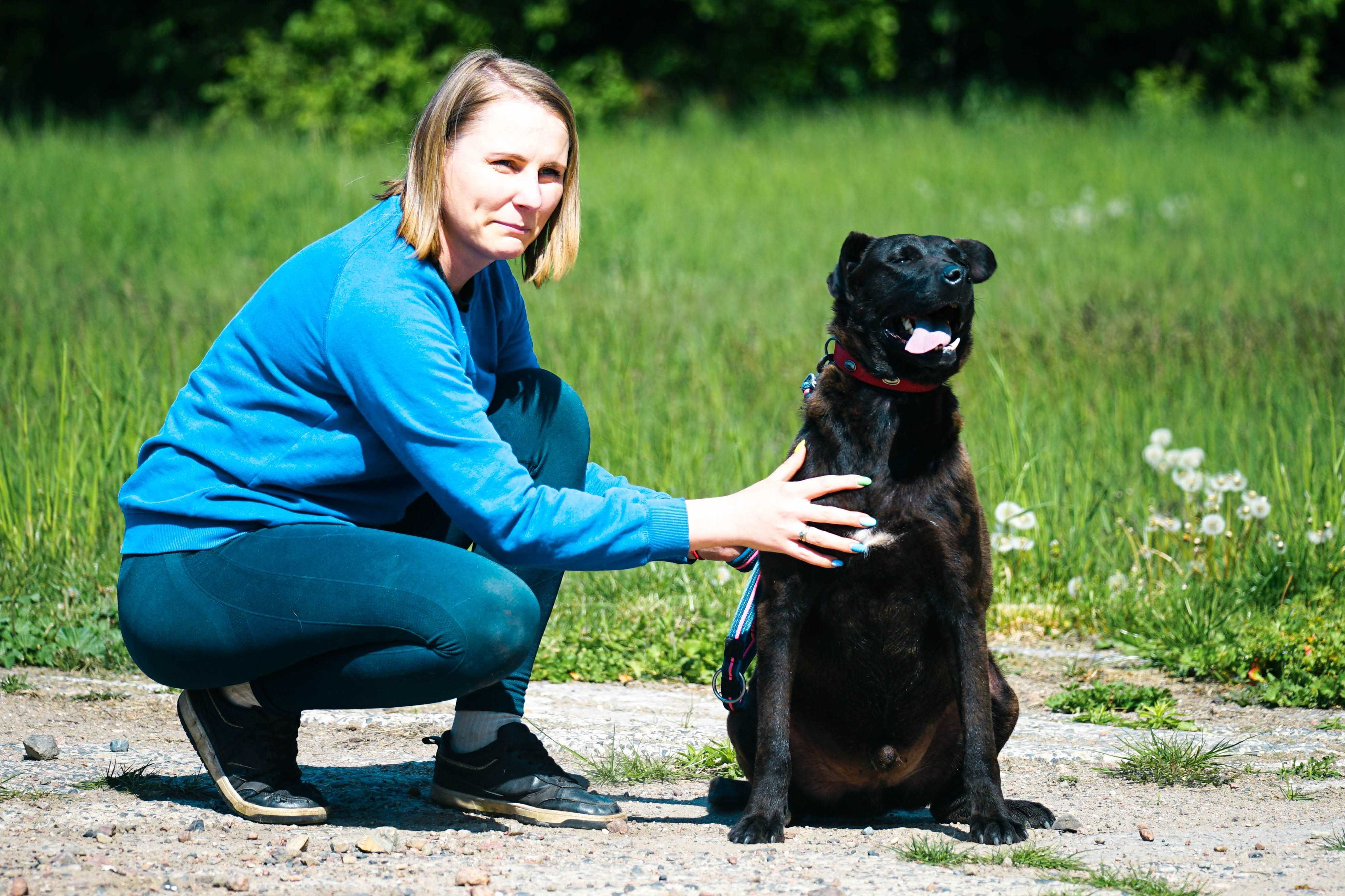 ALAN - śliczny pies w typie labrador