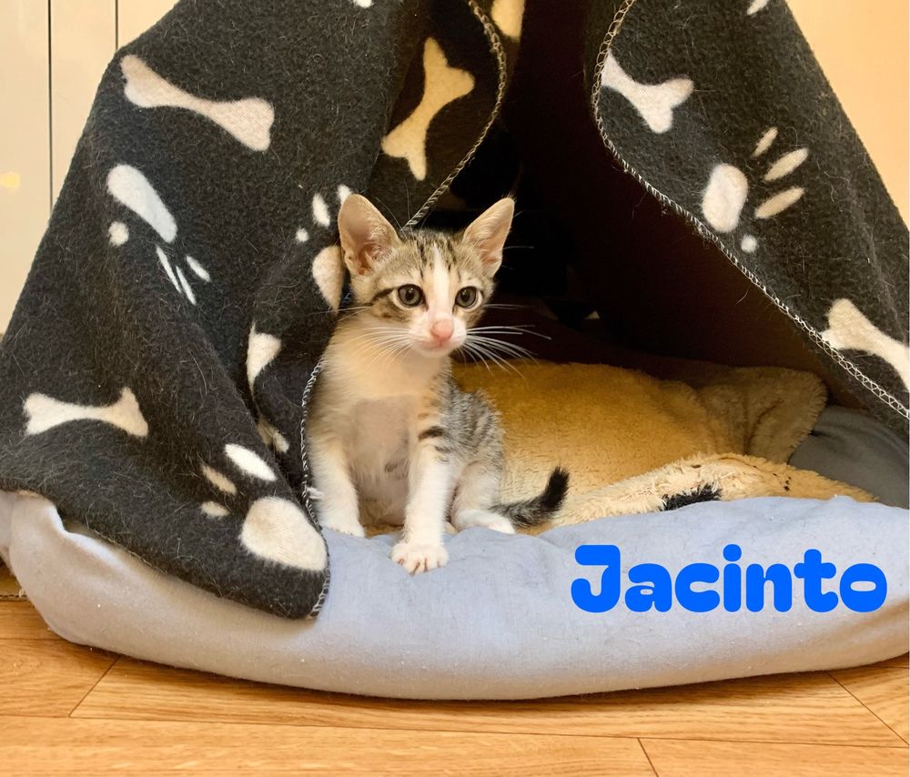 Gatinhos para adoção