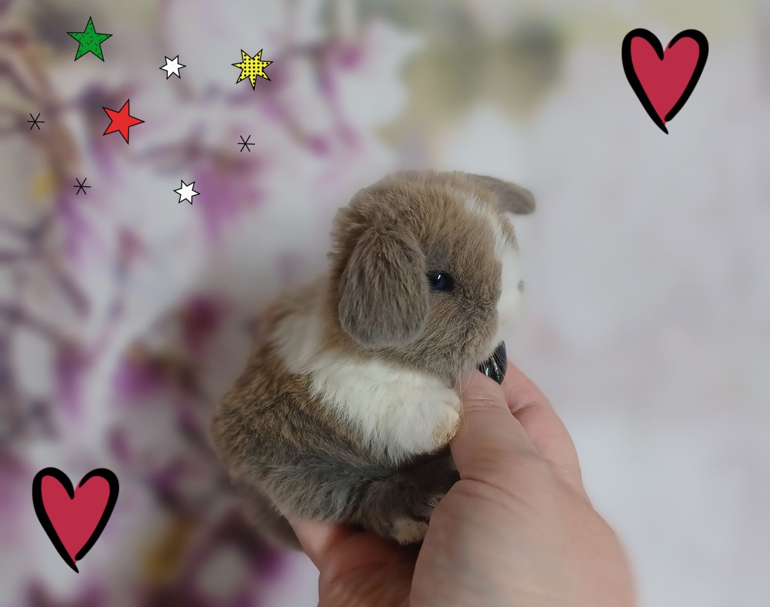 Kroliczki mini lop miniaturka hodowla zarejestrowana
