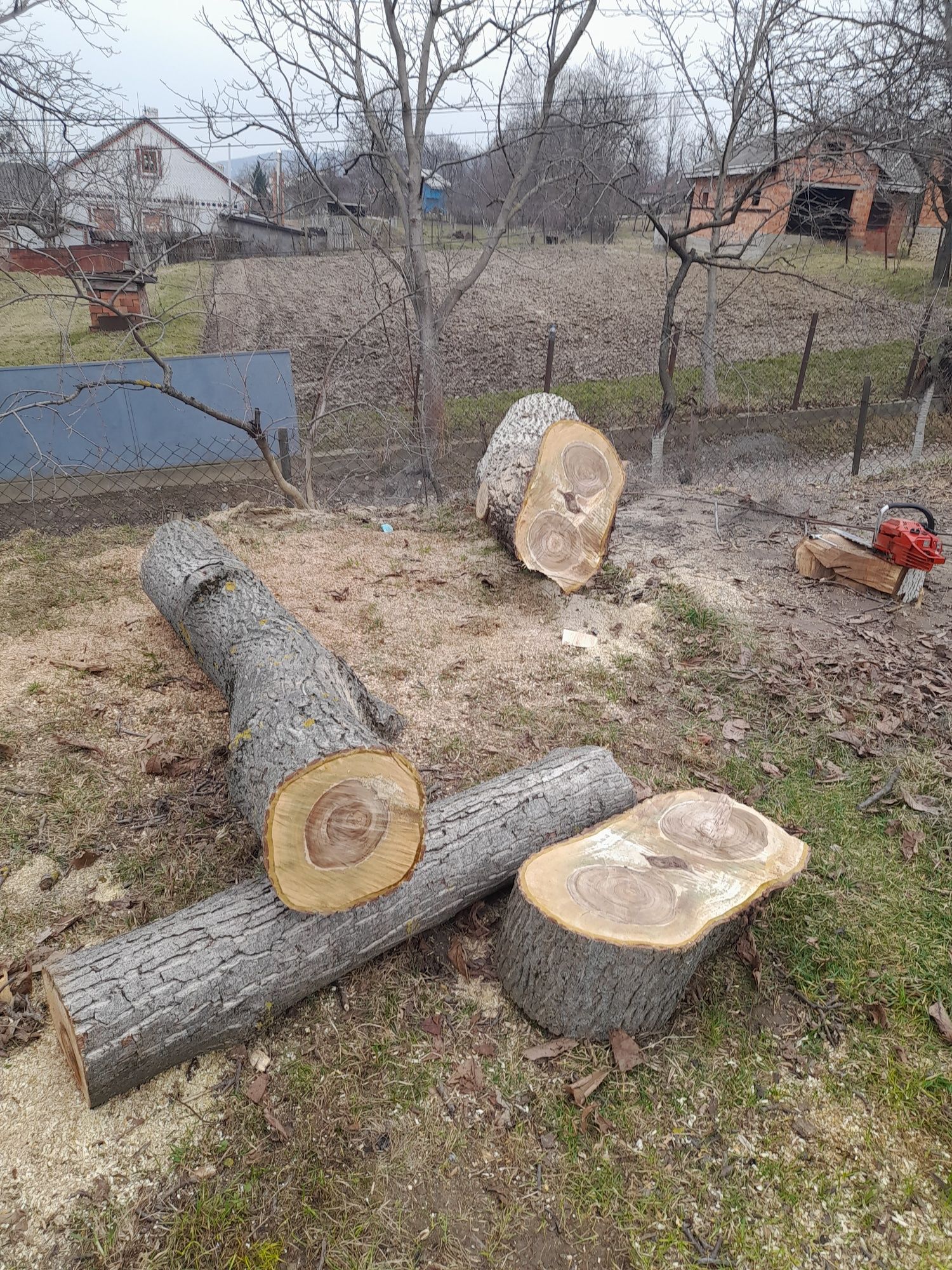 Горіх, стовбур, дерево