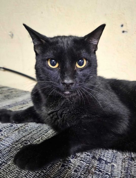 Gato macho para adoção responsável