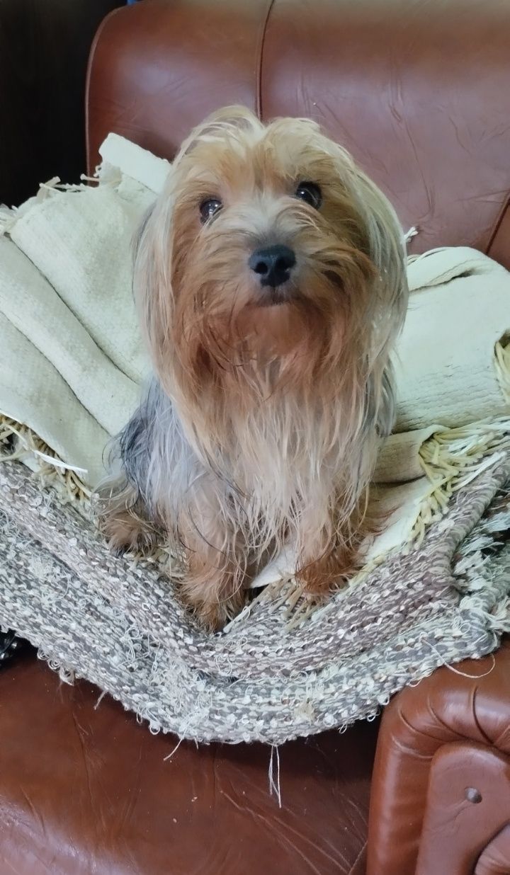 Yorkshire Terrier