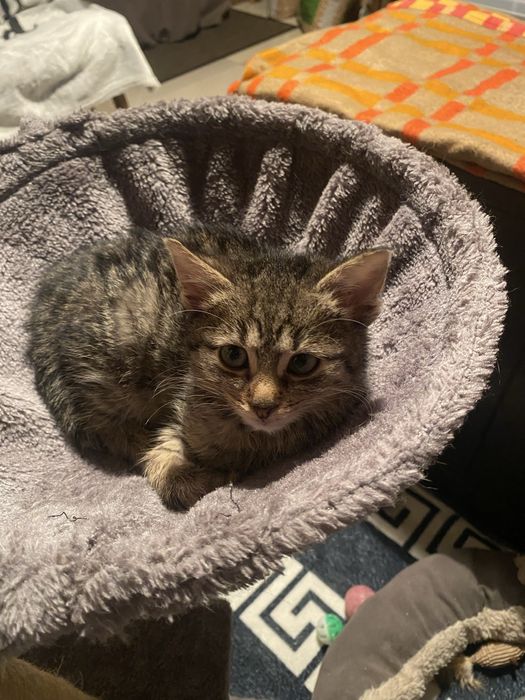Bury 3 miesięczny kotek do adopcji