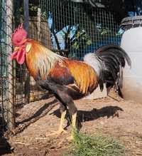 Galo Adulto porte tipo (leghorn)