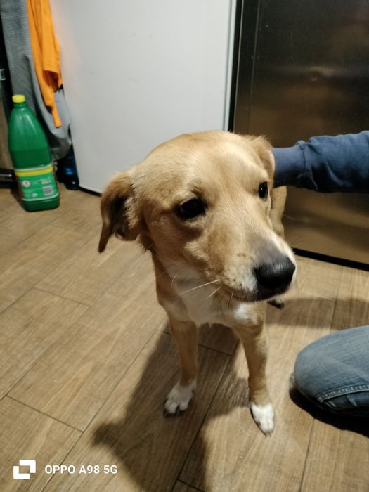 Dou para adoção responsável um menino com  1 ano, tem vacinas em dia