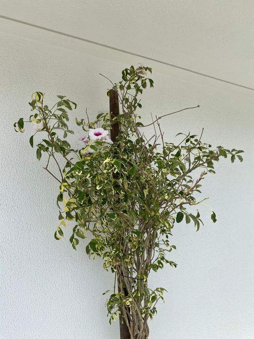 Trepadeira de arco Pandorea