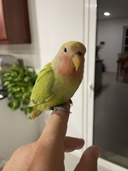 Agapornis roseicollis domesticados/criados à mão