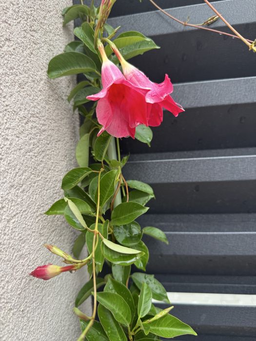 Дипладенія рожева